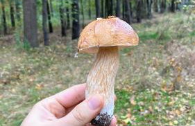 Siedlisko pod Kasztanem - Foto 45