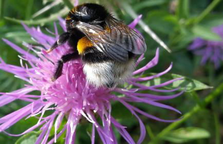 Gartentraum - Foto 32