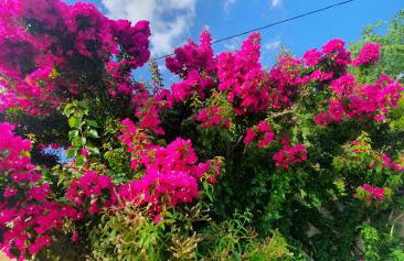 Villa kokos - Foto 39