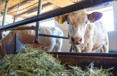 Pirchnerhof - Photo 59