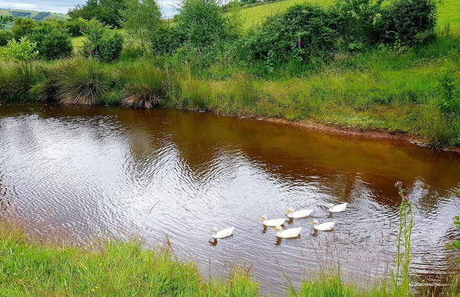 Foxglove Holiday Private Eco Accommodation - Foto 22