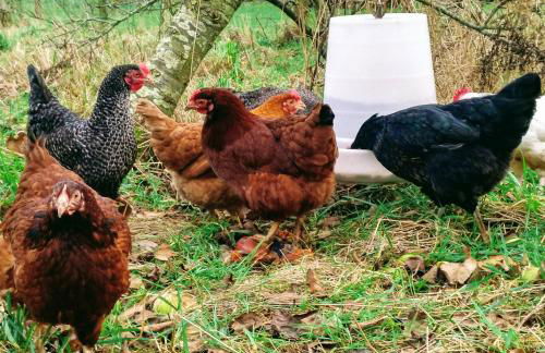 Bastle Retreats Cabin with hot tub - Foto 31