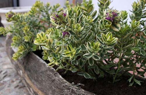 La Casona de los Cinco Caños - Foto 25