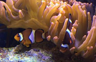 Face Nausicaa et plage vue panoramique - Foto 27