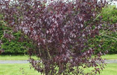 The Potting Shed And The Garden Shed Self Catering - Photo 46