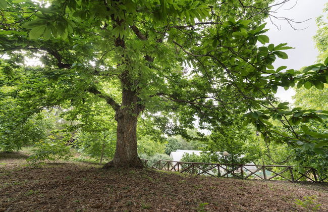Il Castagno dell'Etna - Foto 67