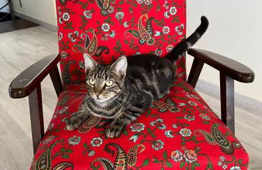 Gîte Chez Paddy - Foto 8