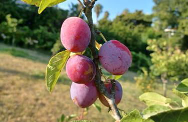 Quinta do Regalo - Foto 73