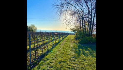 NEU! Ferienwohnung Rheingau - Foto 5