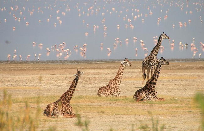 Tagesausflug in den Lake Manyara Nationalpark - Privat - Foto 1