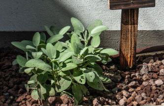 Apartment Wohnung in Marina Di Pisa mit Garten by Interhome - Foto 15