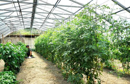 Fattoria Giunasco - Foto 66