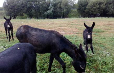 La Casa de Consuelo 3 - Foto 39