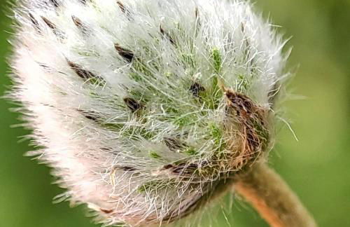 Studio Views Apartment, Cortijo Fruitful Hills - Photo 54