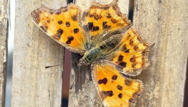 Ferienwohnung Mühlweg - Foto 4