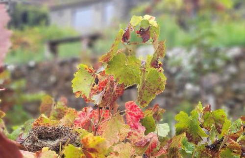 cabaña do rei - Foto 42