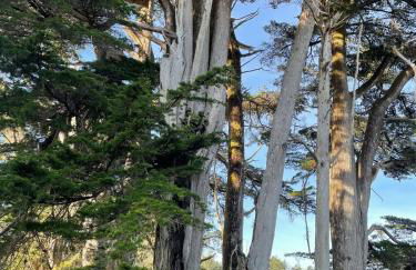 Surfside Beach House near Ancient Redwoods - Foto 76