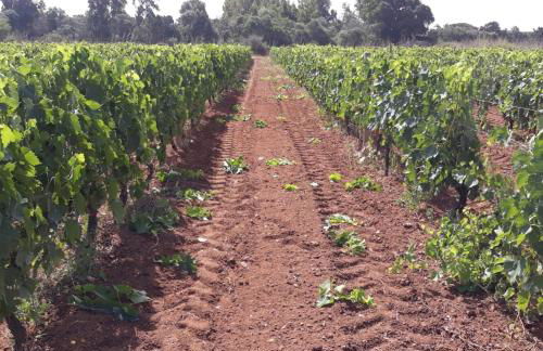 Agriturismo Bellu - Foto 11