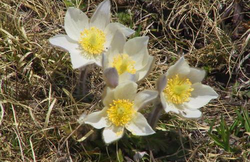 Anemone Home - Foto 12