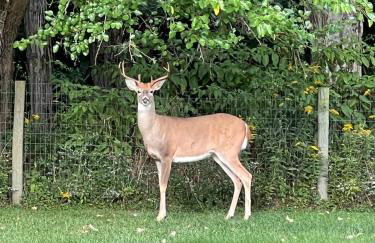 Wandering Whitetail Estate - Indiana Dunes - Valpo U - Pet Friendly - Foto 1