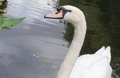 Entire house in Retford city centre - Foto 32