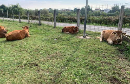 Agriturismo Corte Bonetti - Foto 31