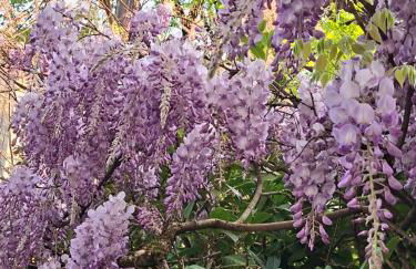 Chez Sophie et Gege. Maison de ville, deux chambres, de plain-pied - Foto 38