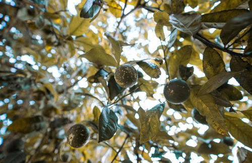 Casinha de Hobbit - Foto 13