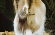 Le mur des beaunes - Photo 43