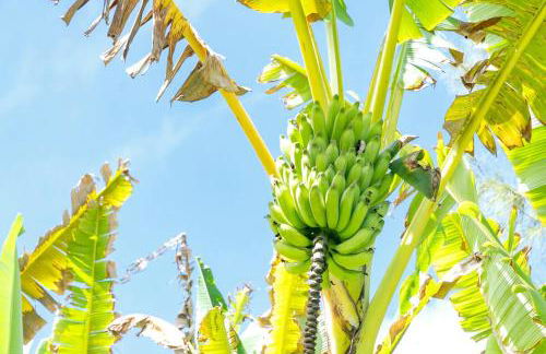 Oceanfront Treehouse at Hakalau with Kitchen - Foto 19