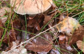 Domek Adam - Jacuzzi dodatkowo płatne - Foto 67