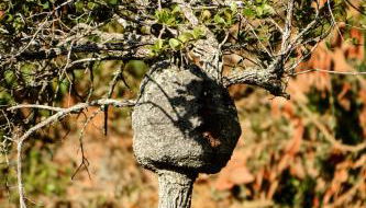 Chalés Ibiti Blessed - Foto 5