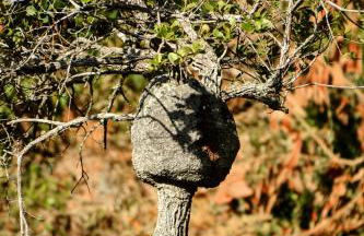 Chalés Ibiti Blessed - Foto 5