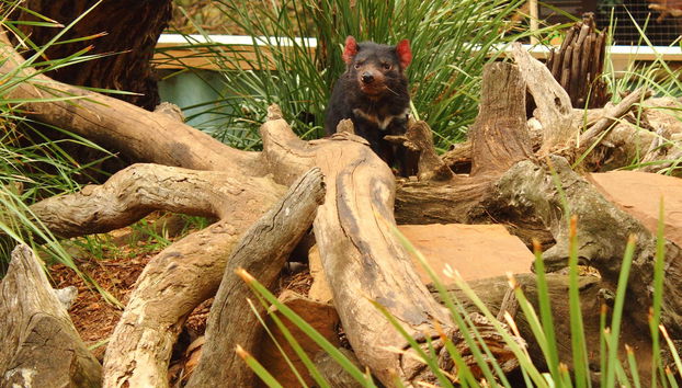 Excursion à Richmond et au Bonorong Wildlife Sanctuary