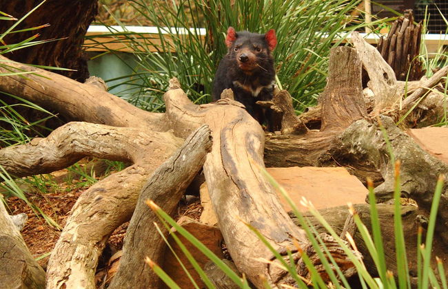 Excursion à Richmond et au Bonorong Wildlife Sanctuary - Photo 5