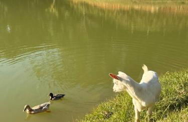 Casa de Campo - Águas Mornas SC - Photo 41