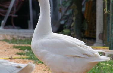 Agriturismo L'Acero Rosso - Foto 67