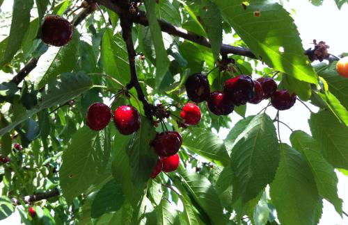 Affittacamere Pergolato di Sotto - Foto 27