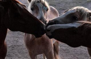 Plitvice Nature Resort - Foto 35