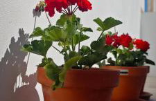 La Casa de Antonina - Foto 29