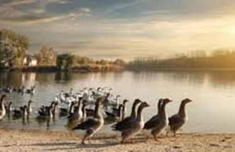 Les pruniers de la cipière - Foto 76