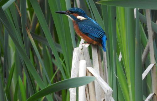 Wigeon Secluded Rustic cabin - Foto 23