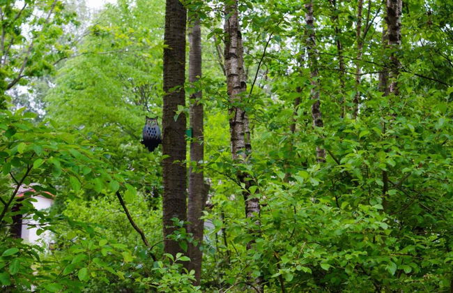 Type 4p in Uelsen With 2 Bedrooms and 1 Bathrooms - Foto 30