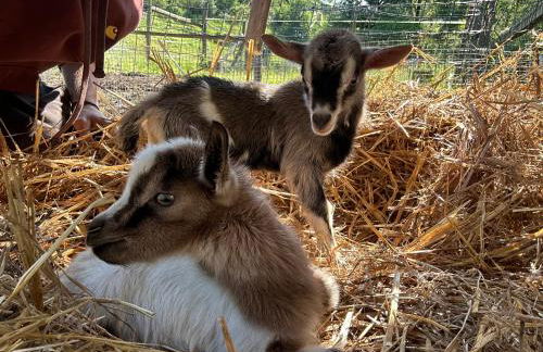 Nuovo Agriturismo Villa Enrichetta - Photo 5