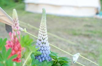 Glamping at Hay Festival - Foto 29