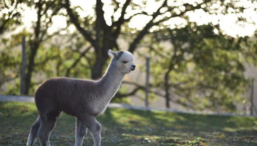 Agriturismo Il Beccafico Alpaca - Photo 5