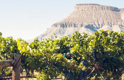 Timeless Mesa Hideaway cabin - Foto 48