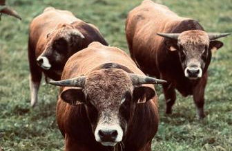 Chalet de charme pied des pistes - Photo 19