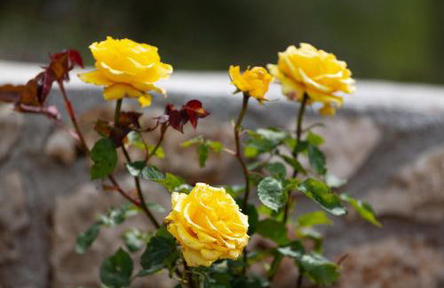 Phos & Physis Luxury Villa - Foto 45