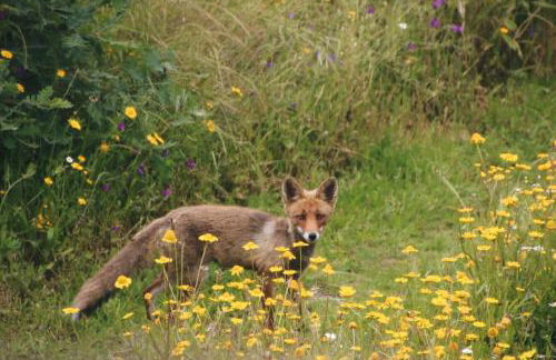 Quinta da Estrela - Foto 68